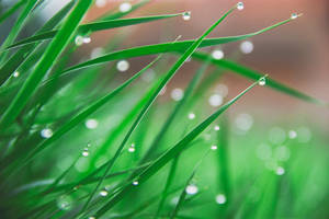 Dew