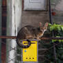 House of cats