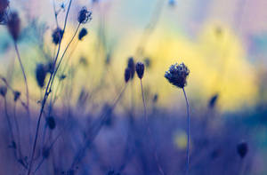 Dreams II
