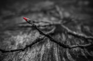 The Twig