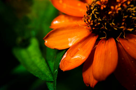 flower and rain