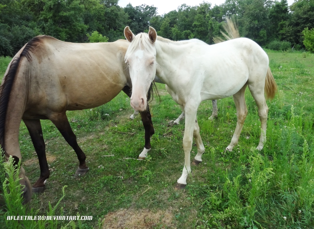 Akhal teke filly