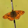 Cranberry Fritillary (Boloria aquilonaris)
