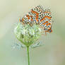 Spotted Fritillary (Meliteaea didyma)