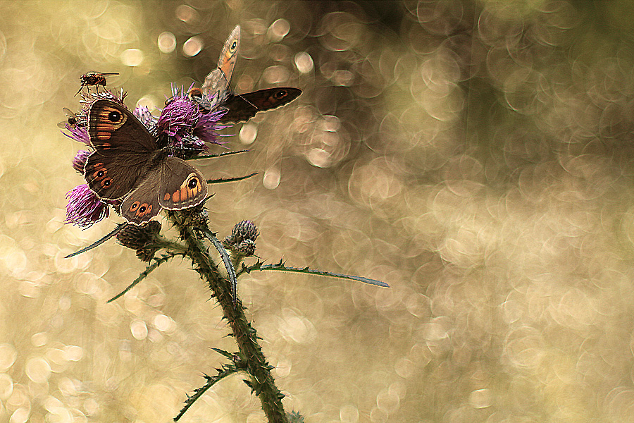 Large Wall Brown (Lasiommata maera)