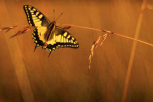 Continental Swallowtail (Papilio machaon) by marekfiser