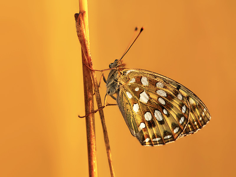 High Brown Fritillary (Argynnis aglaja)