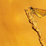 Essex Skipper (Thymelicus lineola)