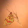 Spotted Fritillary (Melitaea didyma)