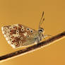 Chalkhill Blue (Polyommatus coridon)