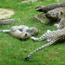 young leopards playing