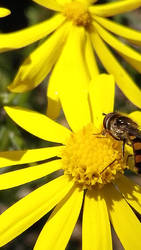 Hoverfly On the Edge