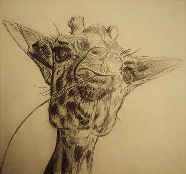 giraffe head sketch