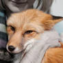 To love a fox