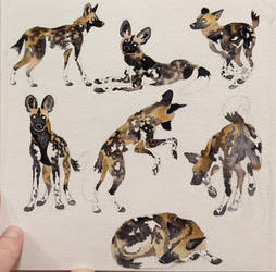 African wild dog watercolors