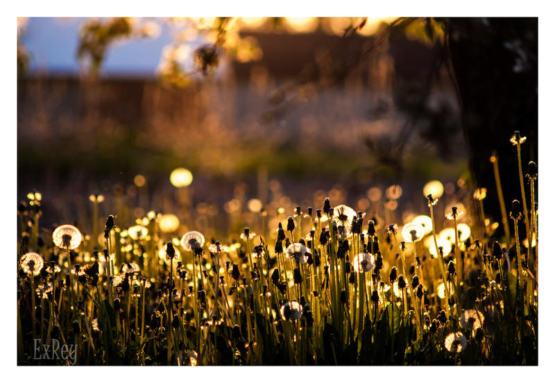 dandelion