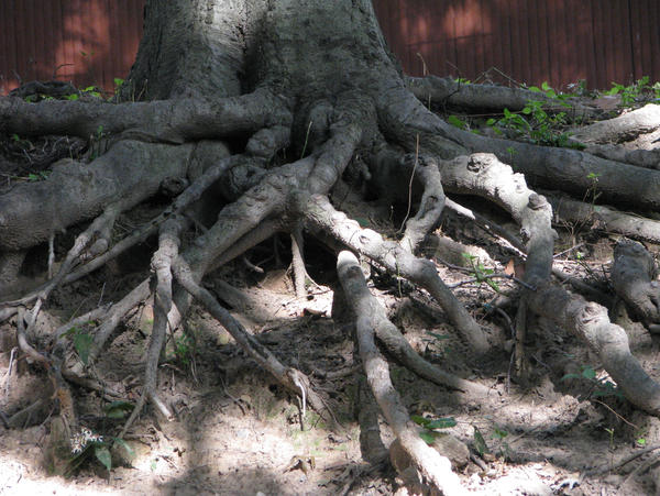 Eclipsed Roots know the roots by AugustusFenix on DeviantArt