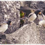 Hungry little Barn swallows