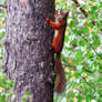 Red Squirrel