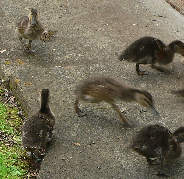 Ducklings galore