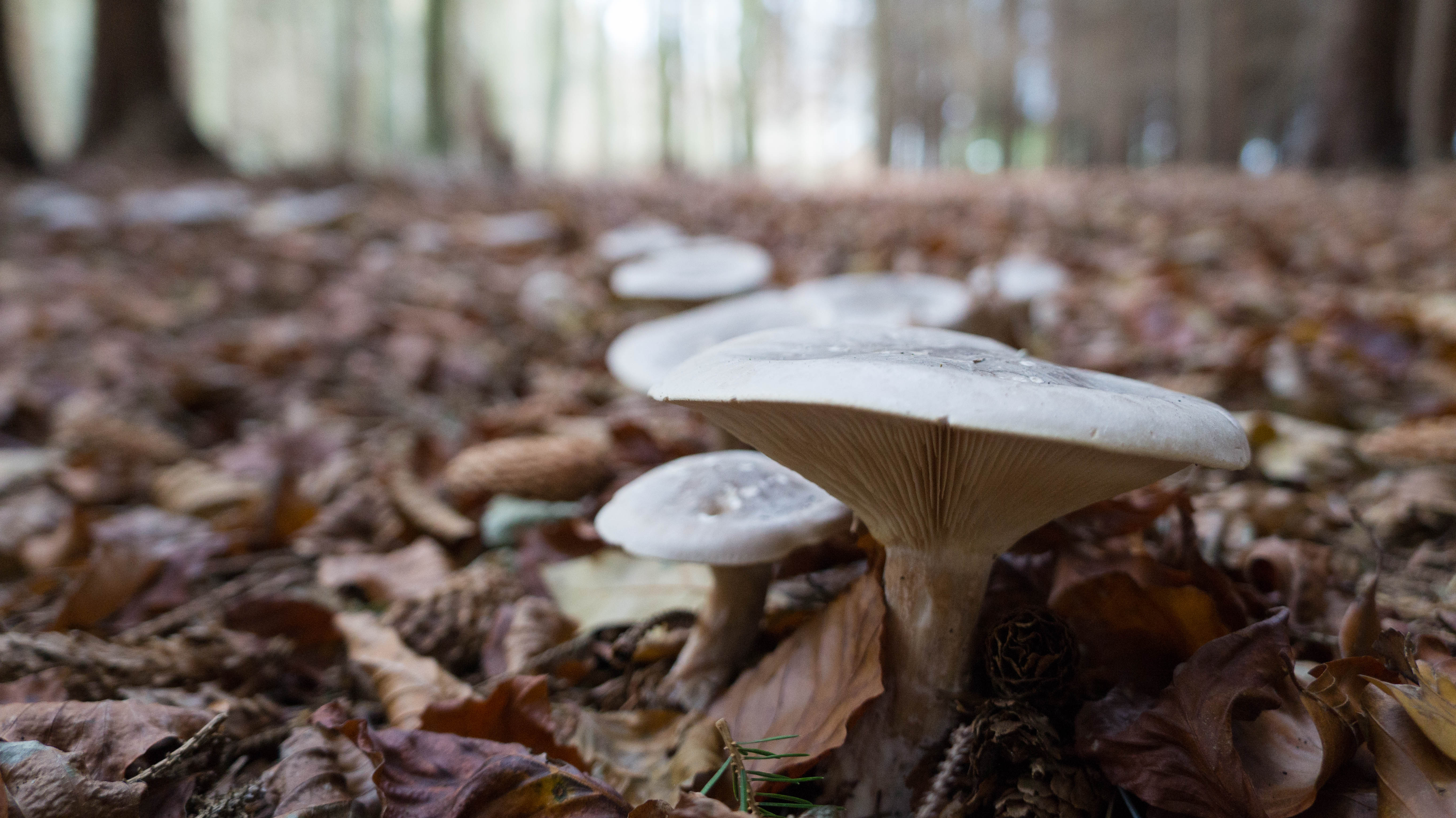 A Circle of Fungi