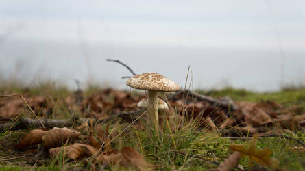 Lonely Fungi