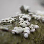 Fungi on Log