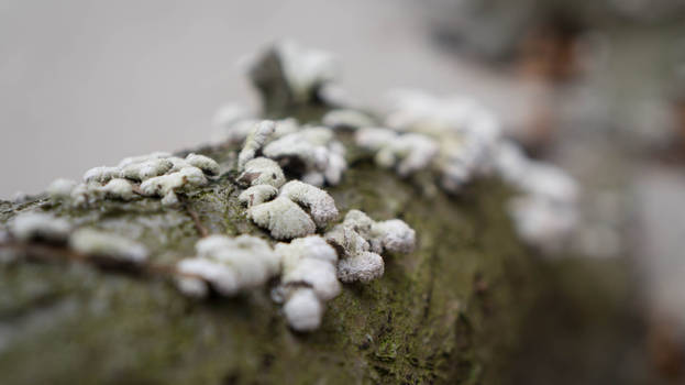 Fungi on Log