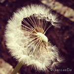 Wind of change by ZipercooDe