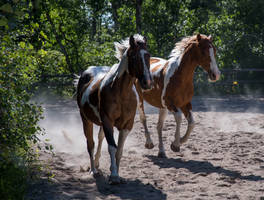 Duke And Jack Running