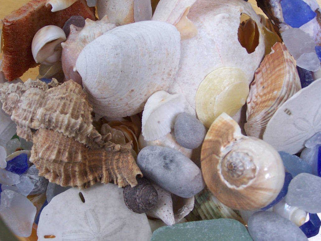 Shells by vlnplyr2 on DeviantArt