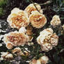 Vintage Roses