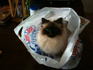 a cat that loves bags..