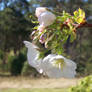 Blossoms - Flowering Cherry 01