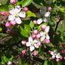 Blossoms - Apple 02
