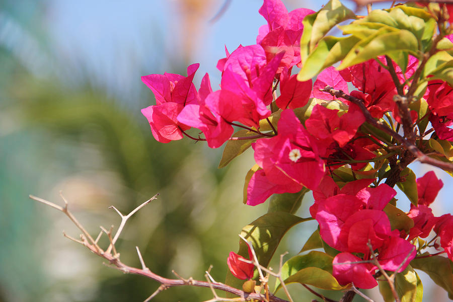 Bougainvillea spectabilis wind