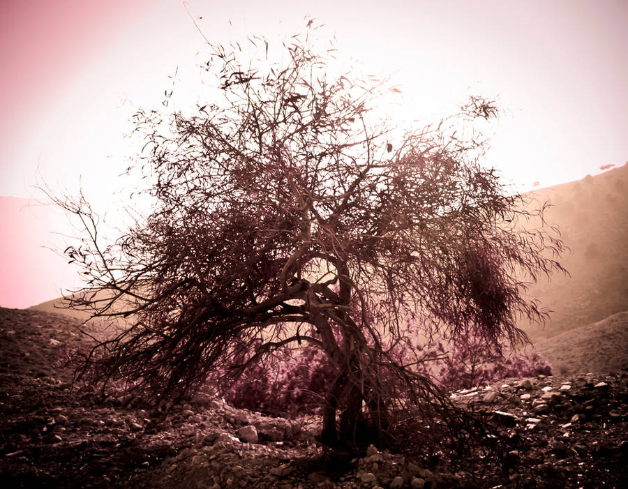 Yggdrasil - The Tree Of Life by RinoTheBouncer