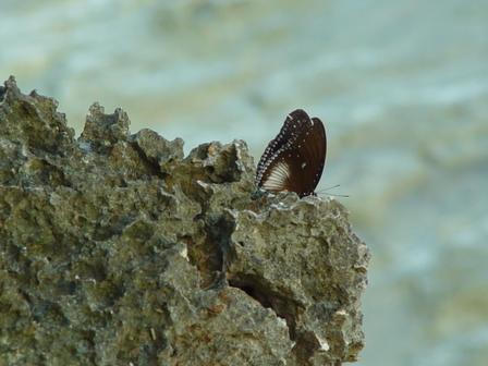 butterfly diving into ocean