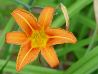 orange lily