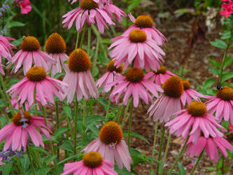 pink flowers