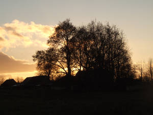 Common sunset with trees