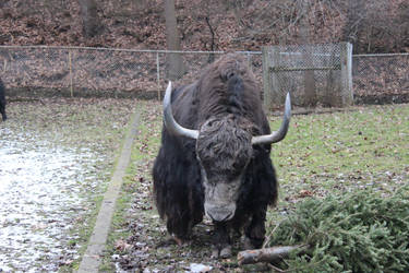 dya buffalo