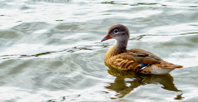 A Duckling's Gaze