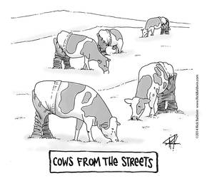 Cows From The Streets