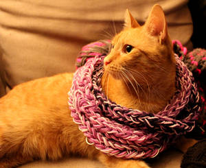 Artsy-Fartsy  Cat-Scarf