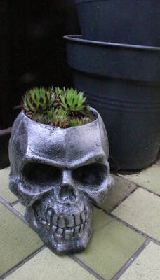 Skull pot