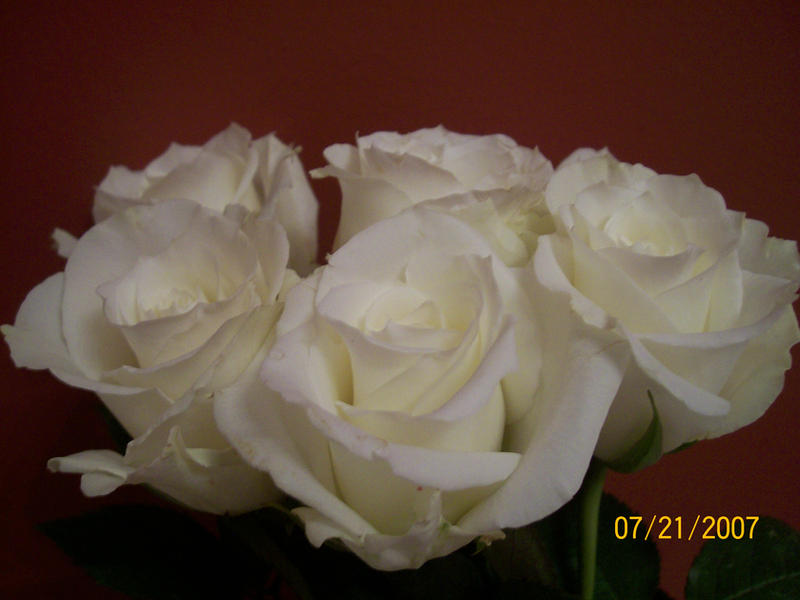 Colorless Rose The Colorless Roses by qweasdqweasd113 on DeviantArt