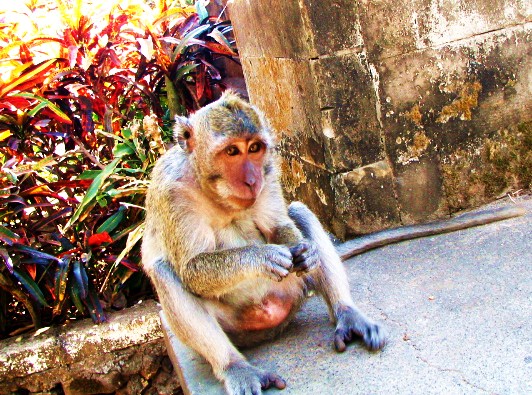 Resting Monkey