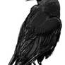 Corvus Corax