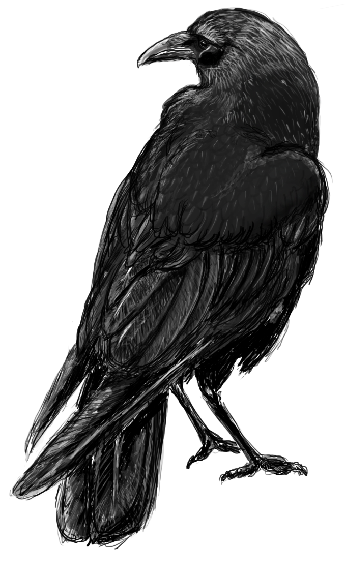 Corvus Corax